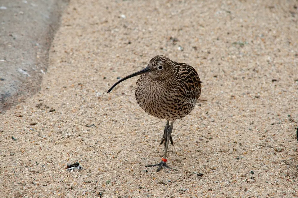 bird-4164829_960_720