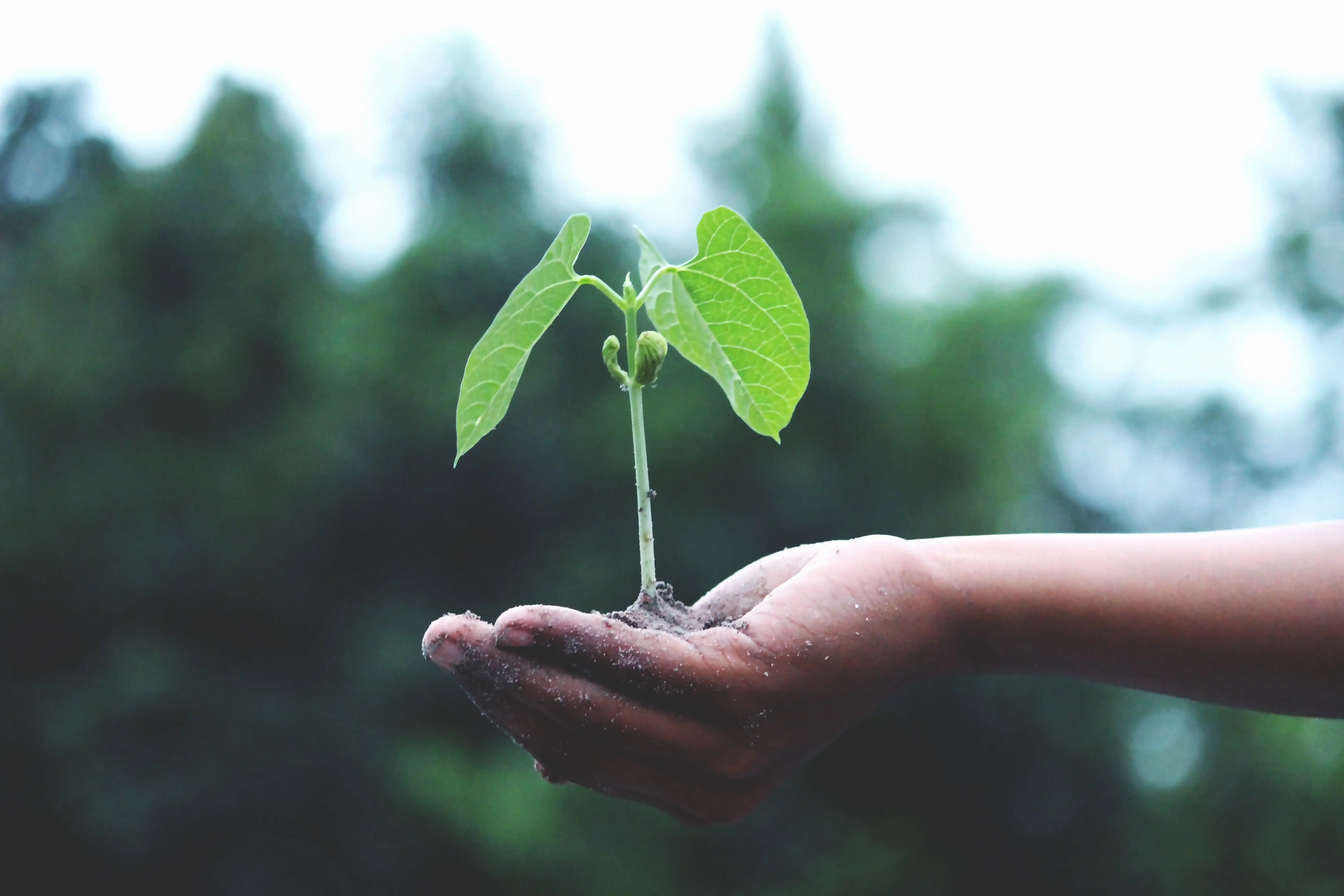 growth-hand-little-1072824