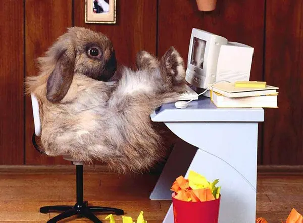 Funny-Easter-Bunny-Quotes-and-Pictures-7
